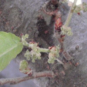 Photographie n°67697 du taxon Zelkova carpinifolia (Pall.) K.Koch [1849]