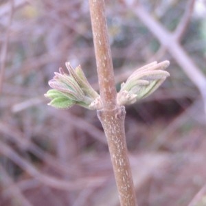 Photographie n°67701 du taxon Vitex agnus-castus L. [1753]