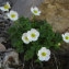  Joceline Chappert-bessiere - Ranunculus alpestris subsp. alpestris