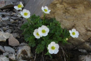 Joceline Chappert-bessiere, le 24 juin 2011 (Gèdre (PORT NEUF DE PINEDE))