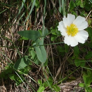  - Ranunculus amplexicaulis L. [1753]