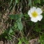  Joceline Chappert-bessiere - Ranunculus amplexicaulis L. [1753]