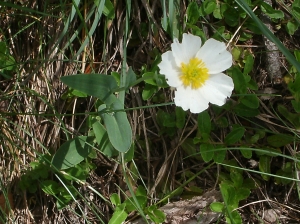 Joceline Chappert-bessiere, le 29 juin 2010 (Barèges (Montagne fleurie))