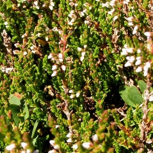 Photographie n°67718 du taxon Calluna vulgaris (L.) Hull