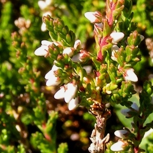 Photographie n°67719 du taxon Calluna vulgaris (L.) Hull