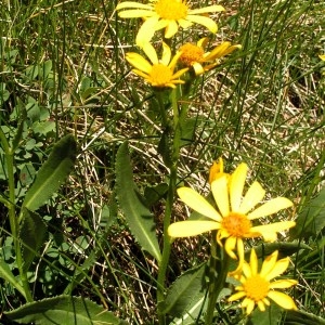 Photographie n°67721 du taxon Senecio pyrenaicus L. [1758]