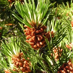 Photographie n°67722 du taxon Pinus mugo subsp. uncinata (Ramond ex DC.) Domin [1936]