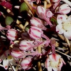 Photographie n°67727 du taxon Sedum brevifolium DC. [1808]