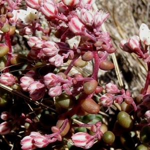 Photographie n°67728 du taxon Sedum brevifolium DC. [1808]