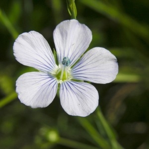 Photographie n°67734 du taxon Linum bienne Mill. [1768]