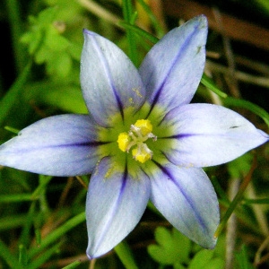 Romulea columnae Sebast. & Mauri (Romulée à petites fleurs)