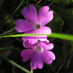 Primula hirsuta All. (Primevère hérissée)