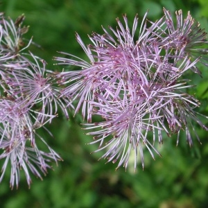 Photographie n°67772 du taxon Thalictrum aquilegiifolium L. [1753]