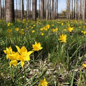 Photographie n°67789 du taxon Tulipa sylvestris subsp. sylvestris 