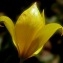  liliane Pessotto - Tulipa sylvestris subsp. sylvestris 