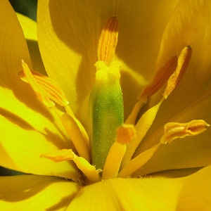 Photographie n°67791 du taxon Tulipa sylvestris subsp. sylvestris 