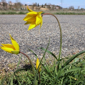 Photographie n°67792 du taxon Tulipa sylvestris subsp. sylvestris 