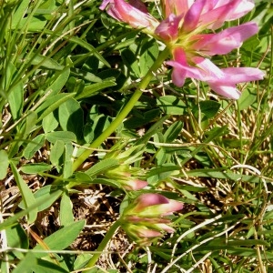 Photographie n°67797 du taxon Trifolium alpinum L. [1753]