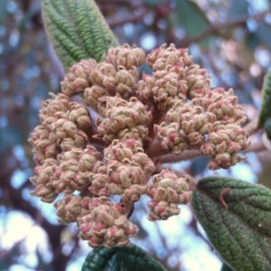 Photographie n°67808 du taxon Viburnum rhytidophyllum Hemsl. [1888]