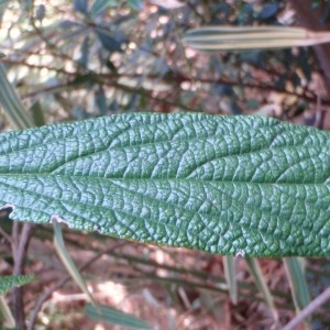 Photographie n°67809 du taxon Viburnum rhytidophyllum Hemsl. [1888]