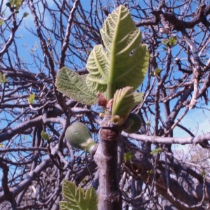 Photographie n°67812 du taxon Ficus carica L. [1753]
