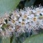  Genevieve Botti - Prunus laurocerasus L. [1753]