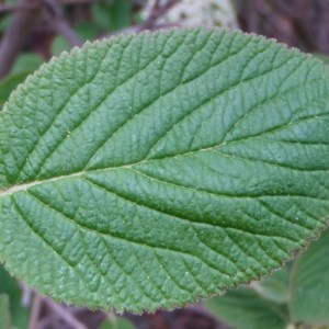 Photographie n°67829 du taxon Viburnum lantana L. [1753]