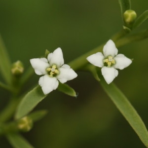 Photographie n°67831 du taxon Thesium alpinum L. [1753]