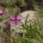  Sylvie CARBONNET - Epilobium dodonaei Vill.