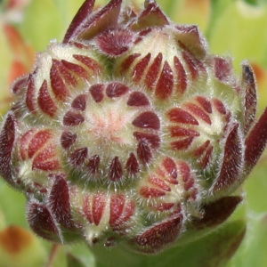 Photographie n°67852 du taxon Sempervivum montanum L. [1753]