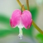  Veronique BROSSEAU - Dicentra spectabilis (L.) Lem. [1847]