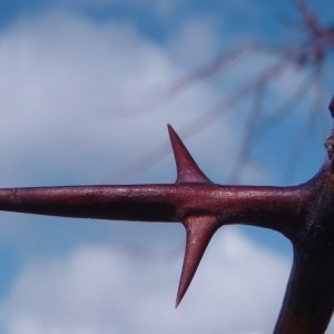 Photographie n°67862 du taxon Gleditsia triacanthos L. [1753]