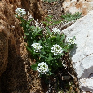 Photographie n°67865 du taxon Lobularia maritima subsp. maritima