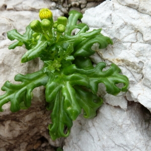 Photographie n°67869 du taxon Senecio crassifolius Willd. [1803]