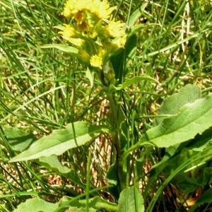 Photographie n°67891 du taxon Solidago virgaurea subsp. alpestris (Waldst. & Kit. ex Willd.) Gremli [1878]