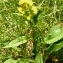  Alain Bigou - Solidago virgaurea subsp. alpestris (Waldst. & Kit. ex Willd.) Gremli [1878]