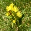  Alain Bigou - Solidago virgaurea subsp. alpestris (Waldst. & Kit. ex Willd.) Gremli [1878]