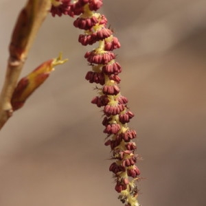 Populus flexibilis Dode (Peuplier noir)