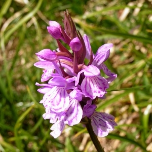 Photographie n°67910 du taxon Dactylorhiza incarnata (L.) Soó [1962]