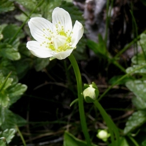 Photographie n°67913 du taxon Parnassia palustris L.