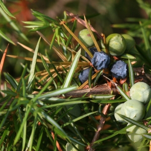 Photographie n°67917 du taxon Juniperus communis L. [1753]