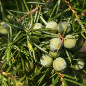 Photographie n°67919 du taxon Juniperus communis L. [1753]