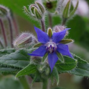 Photographie n°67925 du taxon Borago officinalis L. [1753]