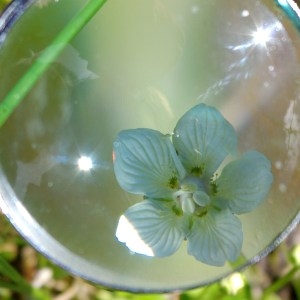 Photographie n°67926 du taxon Parnassia palustris L. [1753]