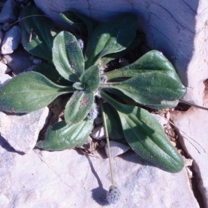 Photographie n°67928 du taxon Plantago lagopus L. [1753]