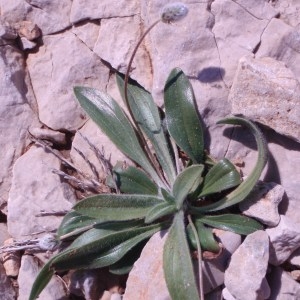 Photographie n°67930 du taxon Plantago lagopus L. [1753]