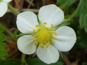 Françoise Madic, le  5 avril 2012 (Moëlan sur mer)