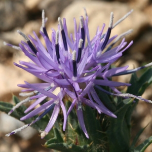 Kentrophyllum monspeliensium (All.) Ces., Pass. & Gibelli (Cardoncelle des Montpelliérains)