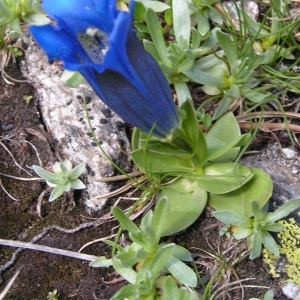 Photographie n°67963 du taxon Gentiana alpina Vill. [1779]