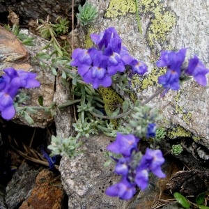 Photographie n°67967 du taxon Linaria alpina subsp. aciculifolia Braun-Blanq. [1945]